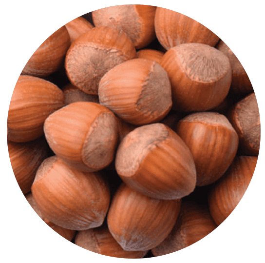 Hazelnut in shell
